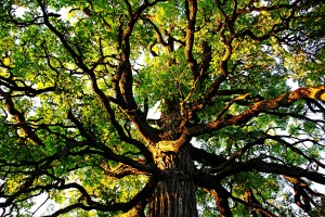 Gnarly Oak